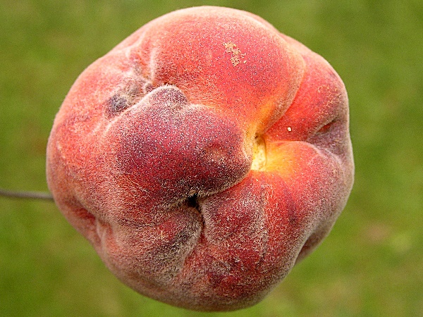 zobonoska ovocná - deformovaná broskev (foto Jaroslav Rod)