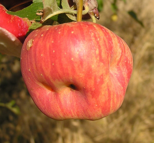 zobonoska ovocná - deformované jablko (foto Jaroslav Rod)