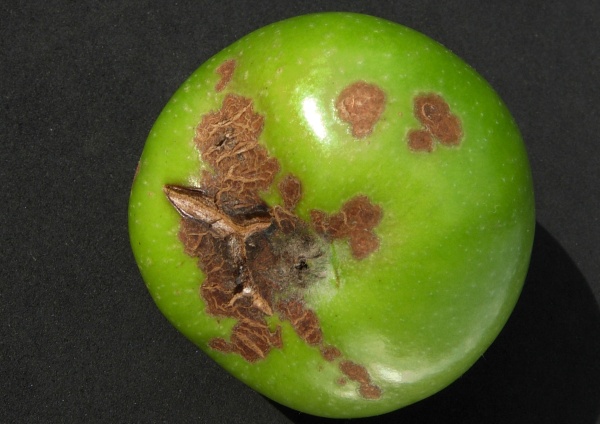 Strupovitost na jablku