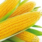 Kukuřice s označením „do suchých podmínek“