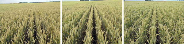 Obr. 4: Stav porostů ozimé pšenice vysetých do řádků 250 mm, které byly založeny s ozimou formou hrachu rolního, jako pomocnou plodinou, zleva Julie, Penelope a Turandot (4. 7. 2017)