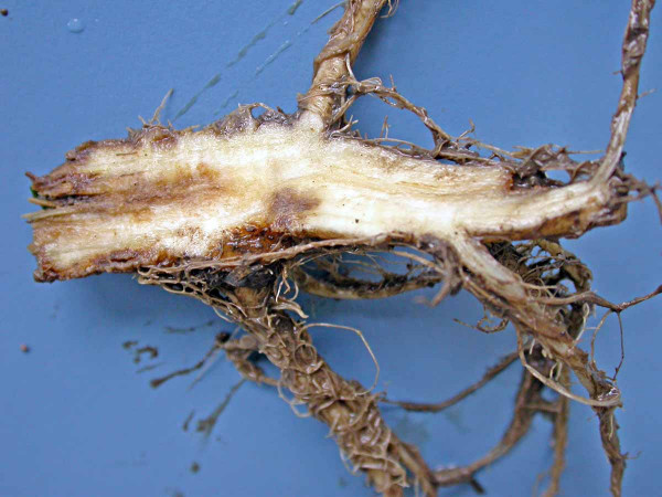 Z tohoto kořene byla izolována Alternaria alternata a Leptosphaeria sp.