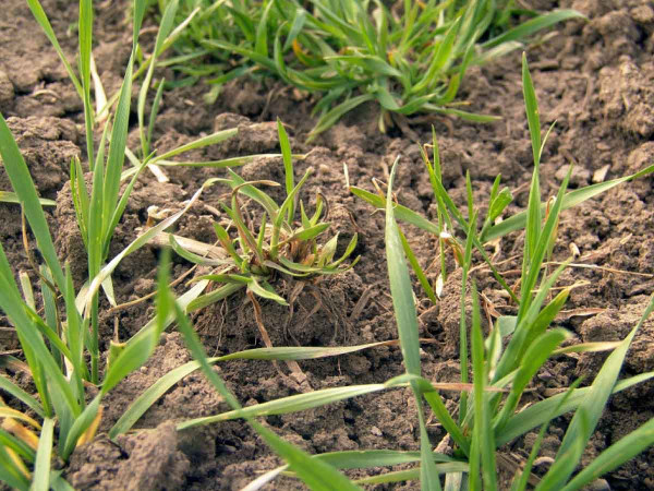 Obr. 5: Regenerace sveřepu jalového v porostu pšenice po mělkém předseťovém zpracování půdy (absence glyphosate)
