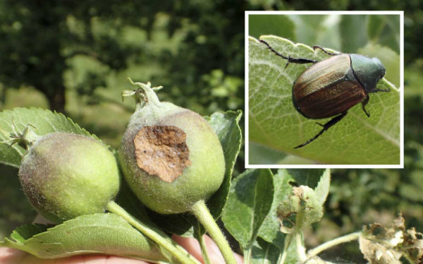 V některých výsadbách bylo možno zaznamenat škody způsobené brouky z čeledi vrubounovitých - listokaz rodu Anomala