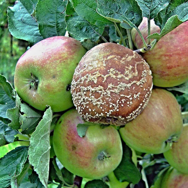 Moniliniová hniloba jádrovin - jablko