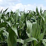 Kukuřičné hybridy Pioneer pro střední Moravu