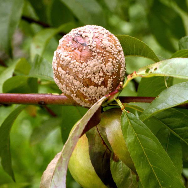 Moniliniová hniloba peckovin na jablku
