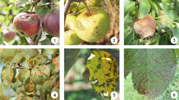 1 - strupovitost jabloně (na odrůdě ´Spartan´), 2- projev pozdní strupovitosti na odrůdě ´Golden Delicious´, 3 - moniliová hniloba, 4 - rzivost hrušně, 5 - Marsonina coronaria, 6 - skvrnitost listů třešně a višně