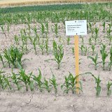 Volba přípravků k postemergentnímu ošetření kukuřice proti plevelům