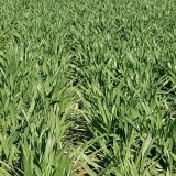 Možnosti zlepšení kvalitativních parametrů u potravinářské pšenice s použitím Agrostimu Tria