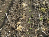 Kukuřice založená s využitím technologie pásového zpracování půdy po umrtvení porostu vojtěšky - při opakovaném zařazení kukuřice je výhodné, jestliže jsou pásy hlouběji prokypřené půdy posunuty do strany mimo zbytky rostlin kukuřice z předchozího roku (vojtěška zčásti zregenerovala a byla opětovně využita k protierozní ochraně půdy)