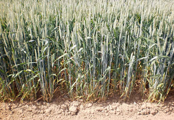 Obr. 2: Porost ozimé pšenice ve fenologické fázi BBCH 69 po předplodině hrachu setém na dlouhodobém polním pokusu s hospodařením na půdě bez živočišné výroby.