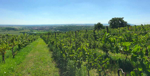 Meziřadí vinic může zdrojem biodiverzity vegetace v krajině