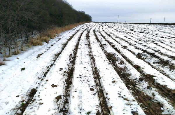 Podrývání v linii řádků - leden, bramborářská oblast