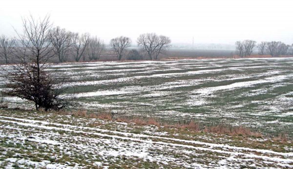 Porost pšenice po sejití sněhu