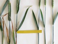 Obr. 8: Vlevo rostliny z regulovaného porostu pšenice