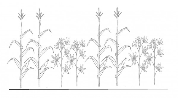 Obr. 1: Schématické znázornění organizace porostu kukuřice a lupiny pří střídání dvou a dvou řádků (Jandová, 2017)