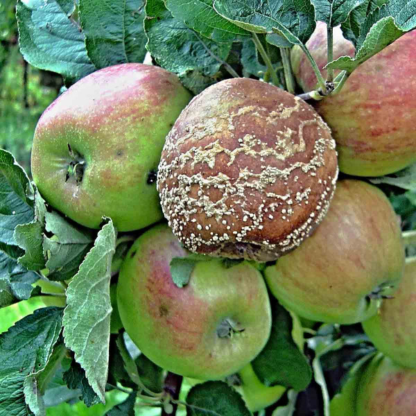 Moniliniová hniloba na jablku