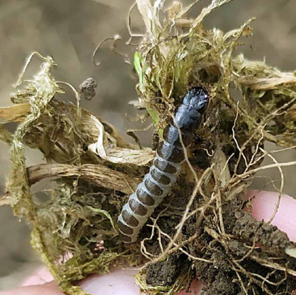 Larva hrbáče osenního poškozuje odnožovací uzel