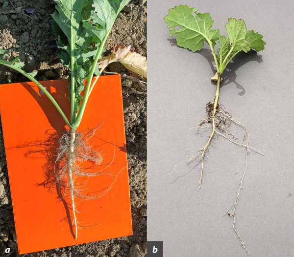 Obr. 1a, b: Suchý podzim podpořil růst kořenů jak u silných (a), tak u slabých rostlin řepky (b)