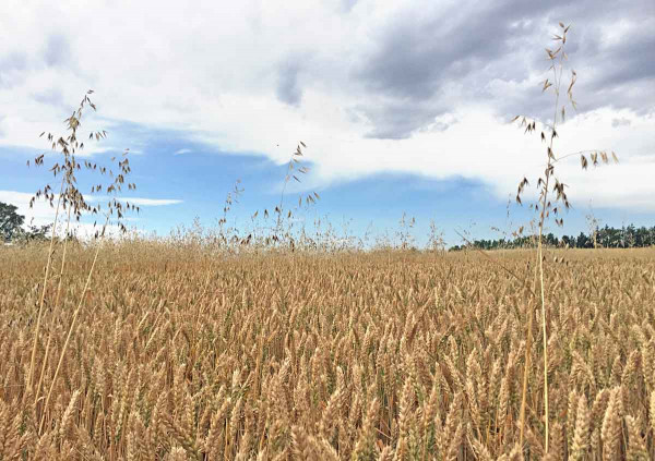 Obr. 5 Oves hluchý v jarní pšenici