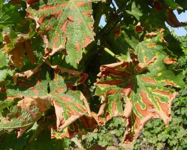 Chřadnutí a odumírání révy - nekróza mezižilkových pletiv a okrajů listů (tygrovitost)
