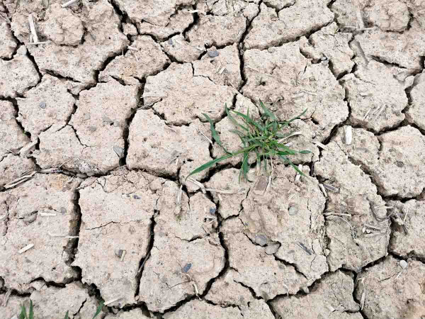 Pšenice ozimá vysetá na podzim za mokra, suché jaro 2021