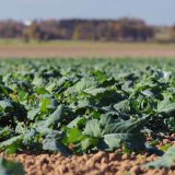 Podzimní herbicidní ošetření řepky s přípravky INNVIGO