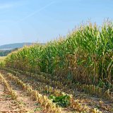 Hodnocení kvality kukuřičné siláže a zrna z hlediska obsahu mykotoxinů