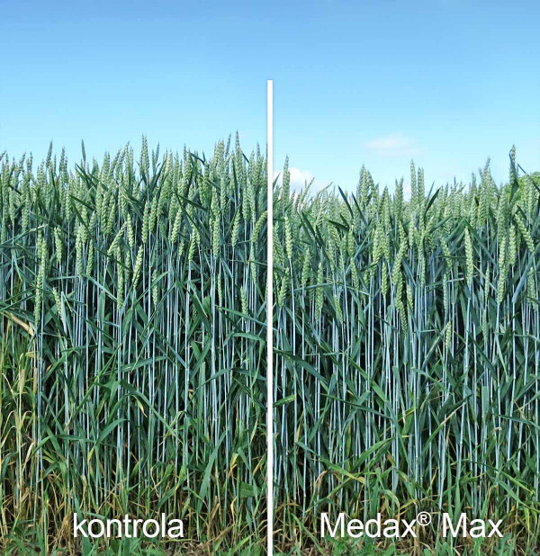 Stav porostu pšenice ozimé po aplikaci Medax® Max (odr. Magister, Hněvčeves, 2017)