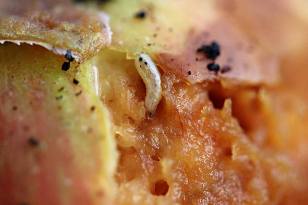 Obr. 6: Vrtule velkohlavá - larva v jablku