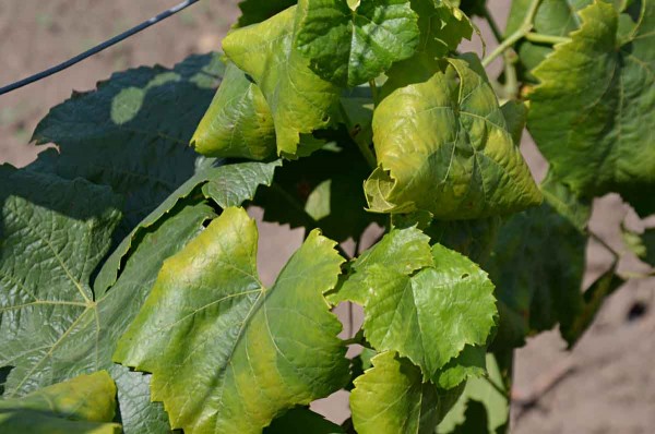 Fytoplazmové žloutnutí a červenání listů révy - žloutnutí a svinování listů (cv. Chardonnay)