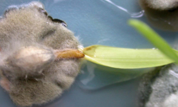 Odumírání vzcházejících rostlin vyvolané houbou Bipolaris sorokiniana