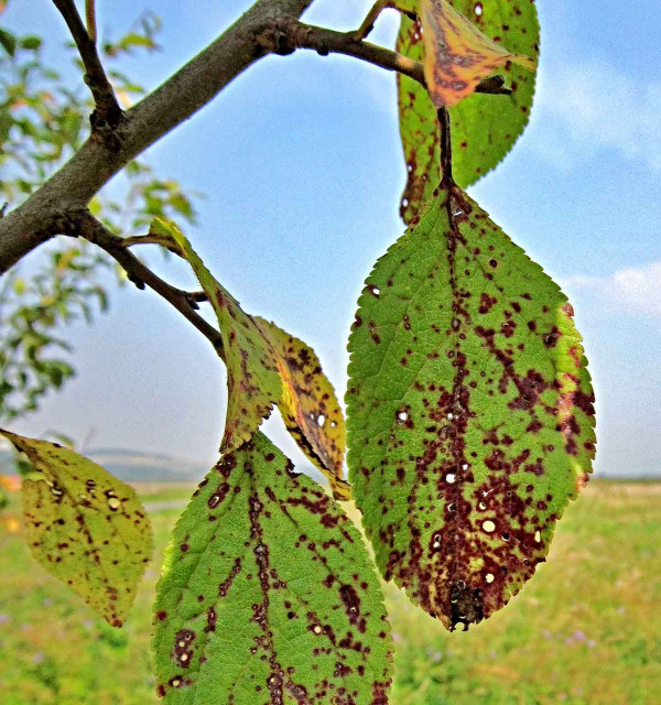 Suchá skvrnitost listů peckovin