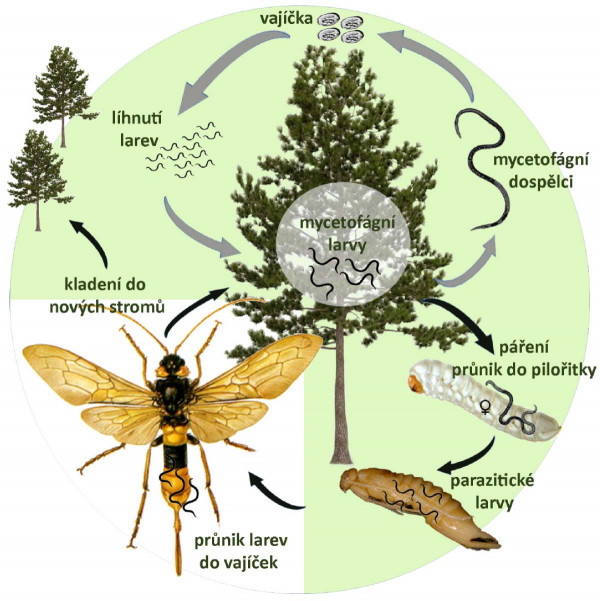 Schéma 2: Životní cyklus entomoparazitické hlístice Beddingia siricidicola