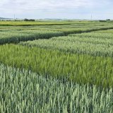Pohled na pěstební technologie ozimé pšenice posledních let očima agronoma a rostlinolékaře