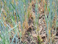 Pšenice ozimá silně prořídlá vlivem sucha, Znojemsko, červen 2017