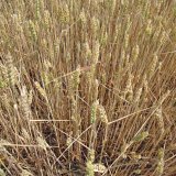 Sucho a reakce pšenice