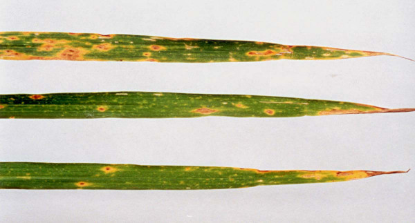 Obr. 2: Symptomy PTR (Pyrenophora tritici-repentis) na listu pšenice