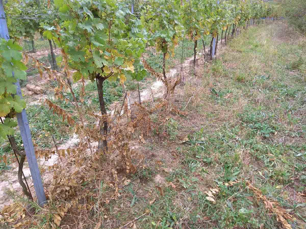 Výmladky pajasanu v řádku vinice usychající po aplikaci herbicidu na částečně sloupnutý kmínek