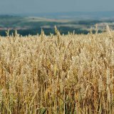 Zkoušení odrůd ozimé pšenice pro ekologické zemědělství