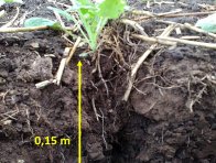 Obr. 1: Prokořenění kořenů ozimé řepky do depa uložení NPK hnojiva (23. 9. 2015), výsev rostlin 27. 8. 2015