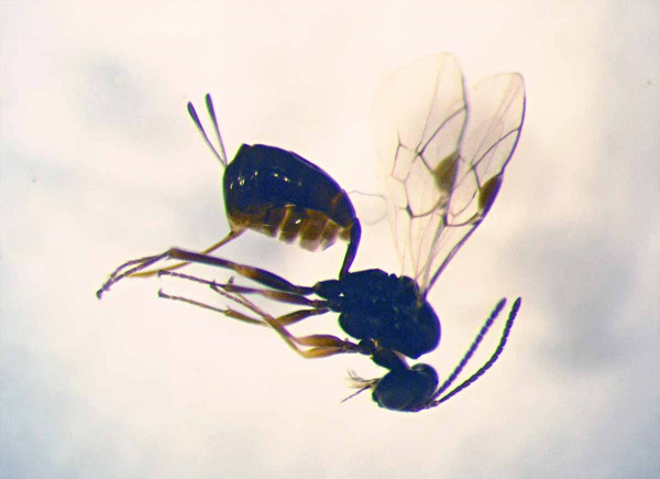 Obr. 3: Tersilochus heterocerus, jeden z ze tří klíčových parazitoidů larev blýskáčků na ozimé řepce