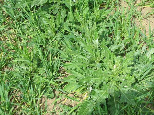 Obr. 1: K nejškodlivějším plevelům patří pcháč oset (Cirsium arvense)