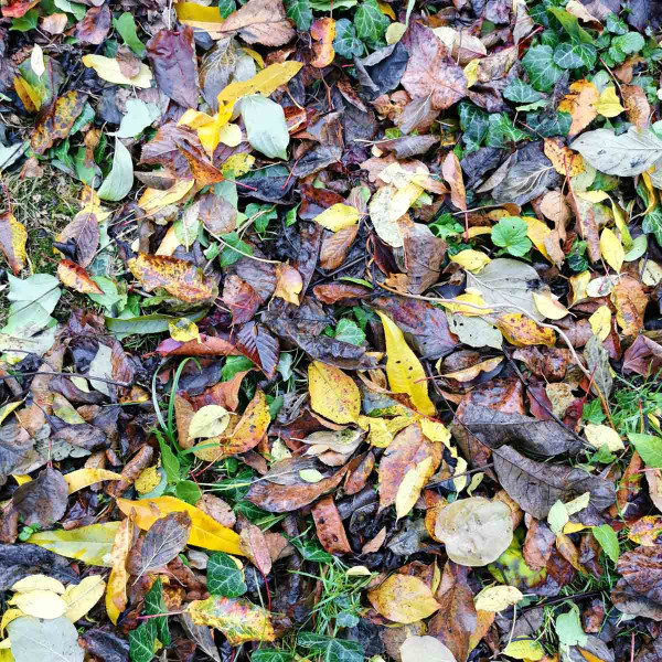 Spadané listí na podzim shrabeme a kompostujeme