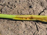 Rostlina jarního ječmene s hálkami a larvami bejlomorky sedlové
