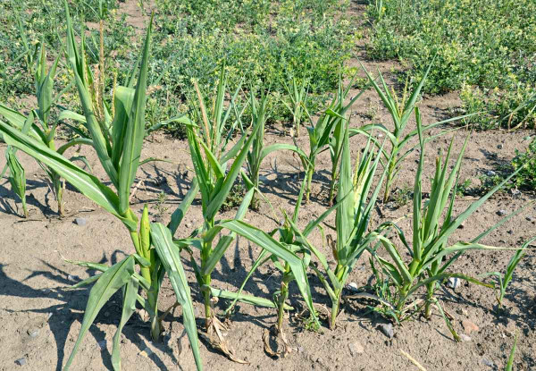 Obr. 1: Kukuřice dramaticky poškozená suchem, Znojemsko, srpen 2017