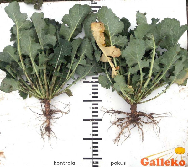 Obr. 7: Stav rastlín repky ozimnej 7. 11. 2017, odroda DK Exception, Zemědělské družstvo Svojetín, vľavo kontrola, vpravo Galleko koreň 0,8 l/ha
