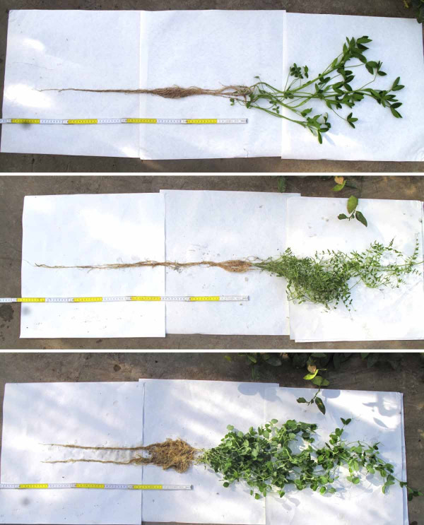 Obr. 1: Kořenový systém: shora jetel alexandrijský (Trifolium alexandrinum L.), vikev setá (Vicia sativa L,) a peluška jarní (Pisum sativum subsp. arvense)