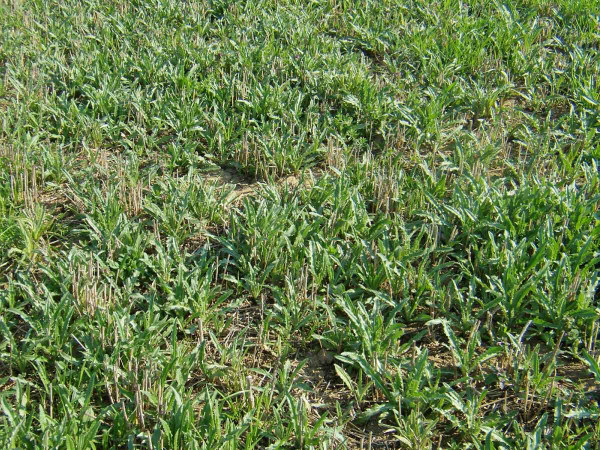 Pcháč se v posledních létech opět významně rozšiřuje v porostech trav na semeno
